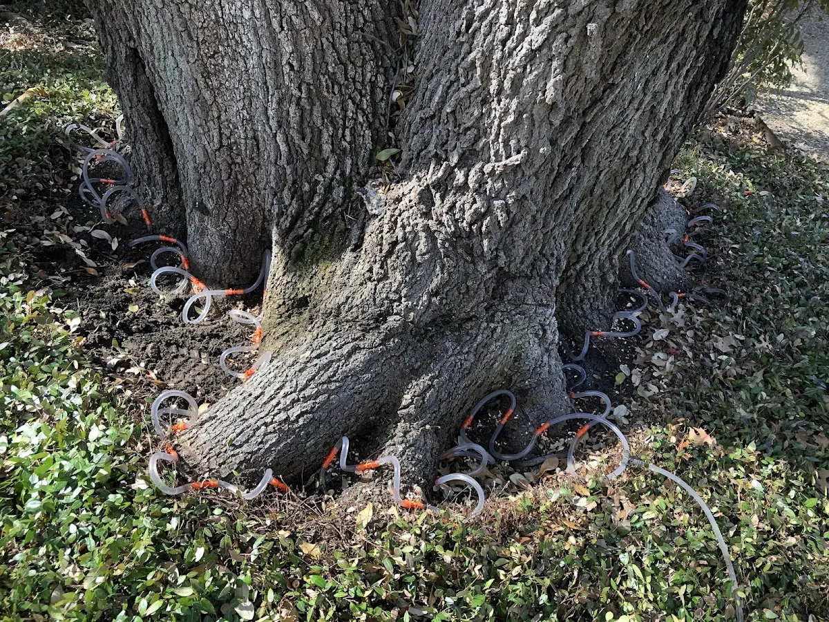 Detailed Tree Cabling and Bracing job site in Ravena